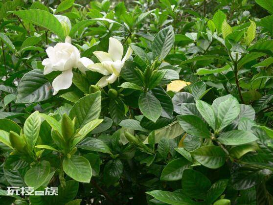 栀子花开的寓意和象征意义(栀子花开花代表的花语意思)-图片7
